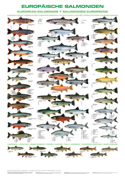 Fischtafel Europäische Salmoniden