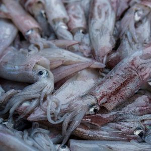 Tintenﬁsche 15-25cm 500g / Beutel