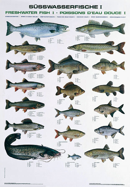 Fischtafel Süßwasserfische I