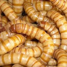 HANSA Riesenmehlwurm (50% Kleie) 30G