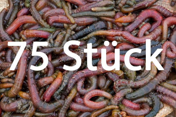 Wattwürmer 75 Stück
