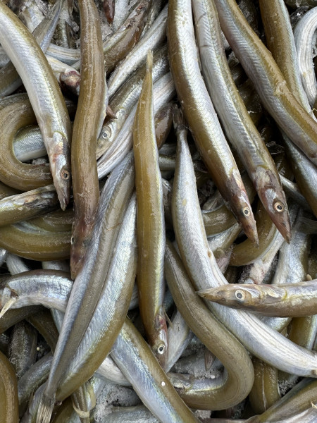 Sandaale 15-25cm (Tobiasfische)