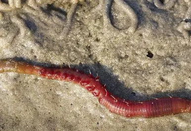 Wattwürmer 10 Stück