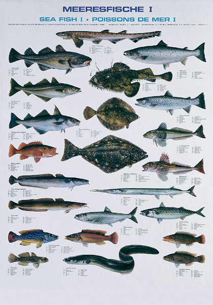 Fischtafel Meeresfische