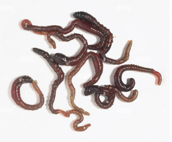 Wattwürmer 25 Stück