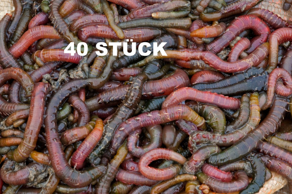 Wattwürmer 40 Stück