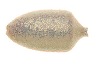 Kalles Angelshop Spezial Buttvorfach mit Winner™ Bodies (GLUM) Glitter Luminous