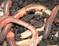 HANSA Tauwurm 12er Styrobox