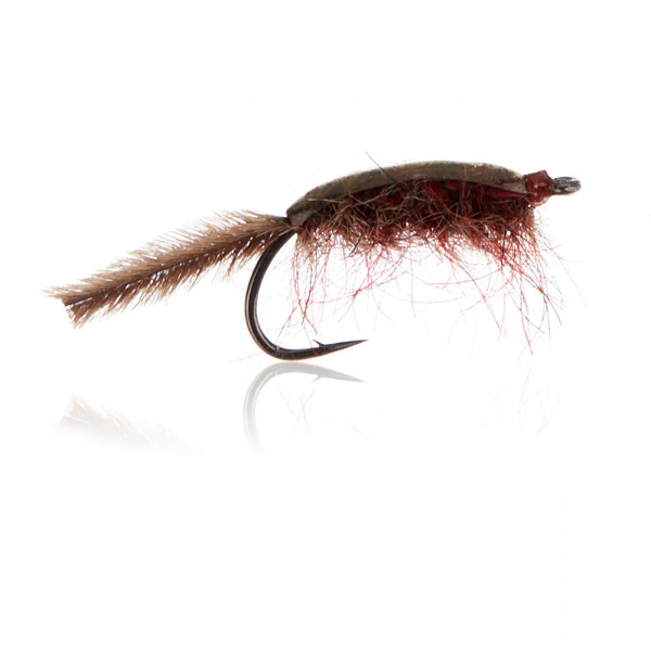 Gammariden - Brown Gr.10