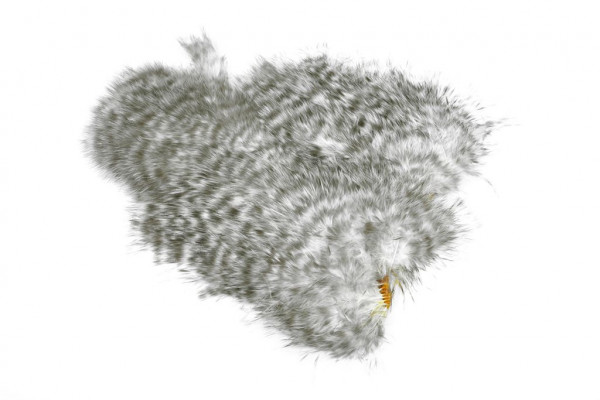 Whiting Spey SH/C Grizzly