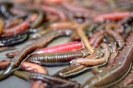 Wattwürmer 30 Stück