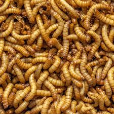 Hansa Angelköder Mehlwürmer 125ccm (50% Kleie Anteil)