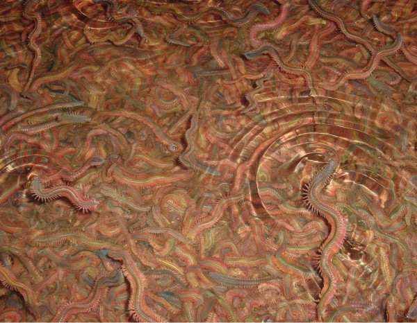 Seeringelwurm 100 g in Papier