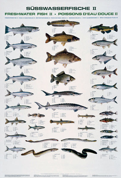 Fischtafel Süßwasserfische II
